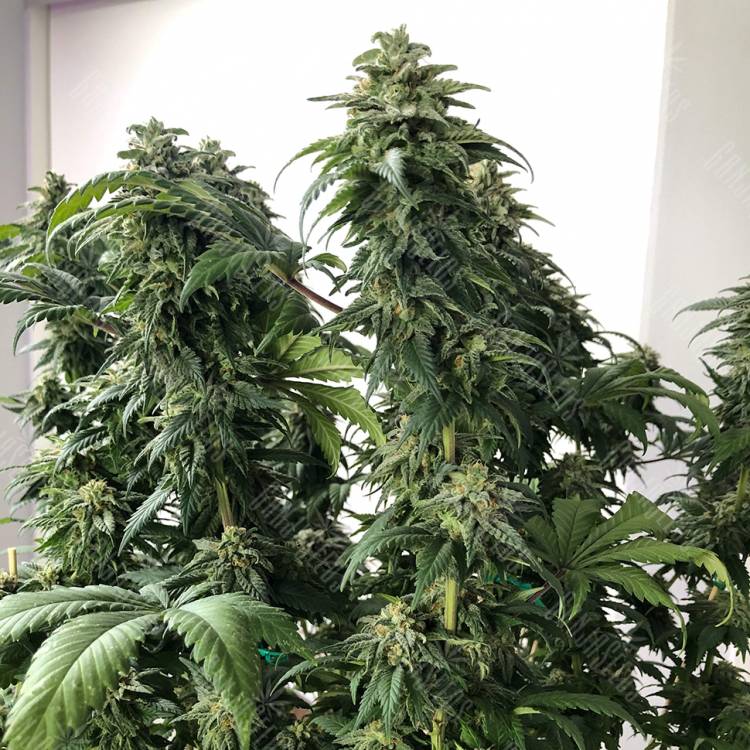 семена конопли для посадки купить Jack regular Ganja Seeds семена конопли для посадки купить Jack regular Ganja Seeds