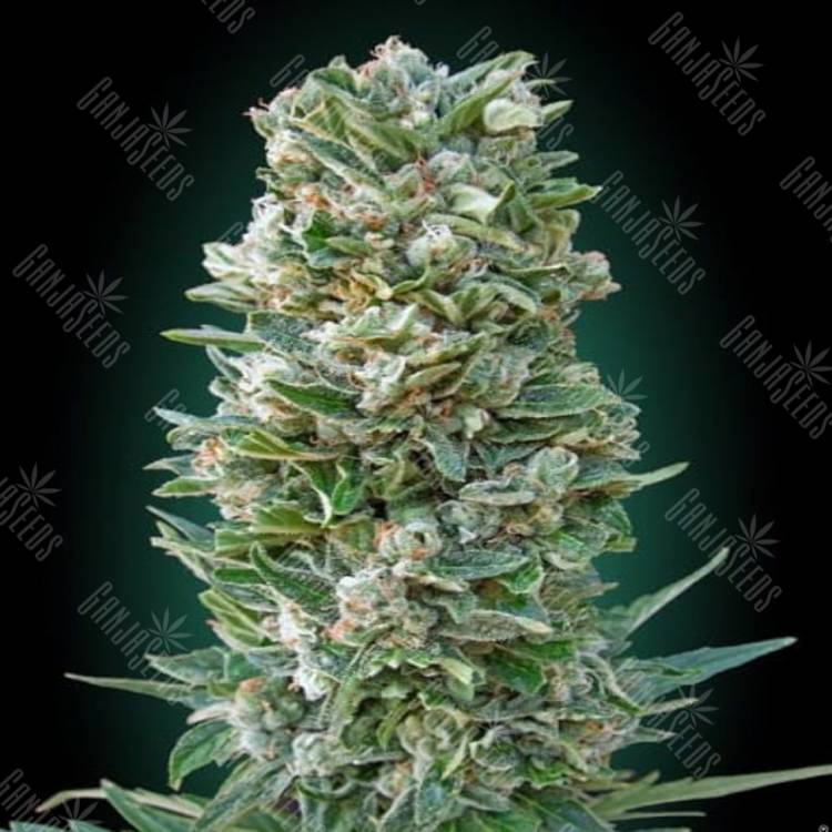 семена конопли наложенным платежом Auto Heavy Bud feminised Advanced Seeds семена конопли наложенным платежом Auto Heavy Bud feminised Advanced Seeds