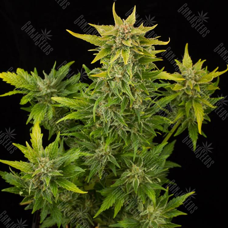 заказать качественные семена конопли Auto Fruit feminised Dinafem Seeds