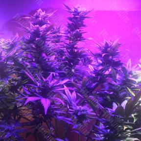 Blue Mystic feminised Nirvana Seeds