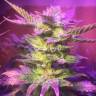 семена индийской конопли Blue Mystic feminised Nirvana Seeds семена индийской конопли Blue Mystic feminised Nirvana Seeds
