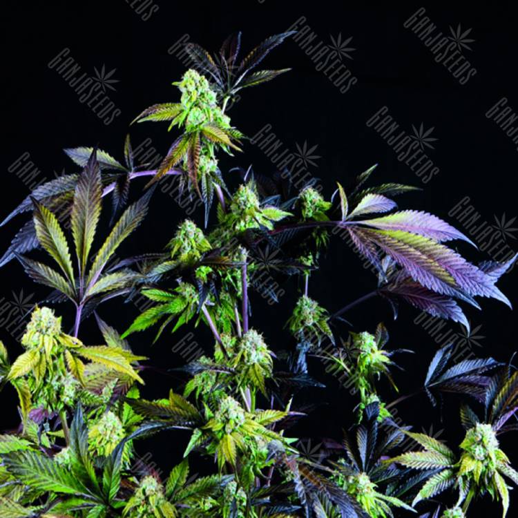 семена конопли в оригинальных упаковках Sunset Sherbet feminised Pyramid Seeds