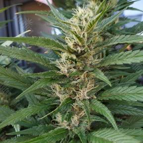 S.A.D. Sweet Afgani Delicious F1 Fast Version feminised Sweet Seeds