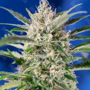 Auto Crystal Candy feminised Ganja Seeds