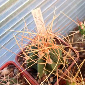Astrophytum senile var. aureum