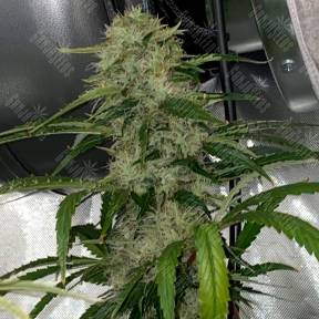 Auto Dos-Si-Dos feminised Ganja Seeds