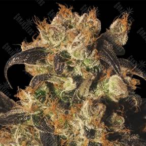 Auto White Berry feminised Ganja Seeds