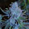 семена конопли для посадки купить Green House Thai feminised семена конопли для посадки купить Green House Thai feminised