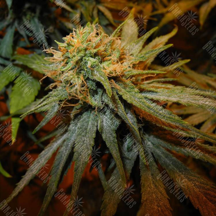 семена конопли для курения Hawaiian Snow feminised Green House Seeds семена конопли для курения Hawaiian Snow feminised Green House Seeds