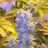 семена конопли в интернете Auto CBD Northern Lights feminised Ganja Seeds семена конопли в интернете Auto CBD Northern Lights feminised Ganja Seeds