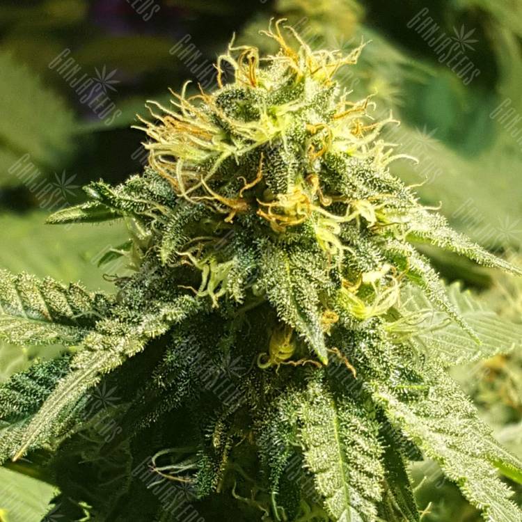 семена конопли для посадки купить Jamaica Blueberry regular Ganja Seeds семена конопли для посадки купить Jamaica Blueberry regular Ganja Seeds