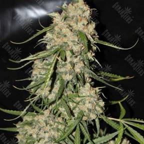 Auto Speed Devil regular Ganja Seeds
