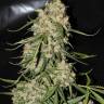Auto Speed Devil regular Ganja Seeds