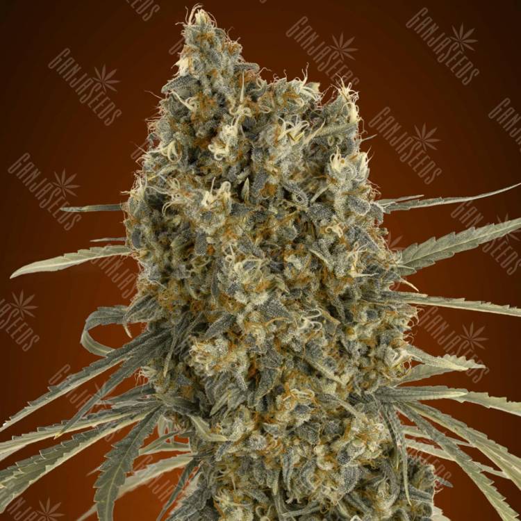 семена конопли наложенным платежом Auto Jack Herer feminised Advanced Seeds семена конопли наложенным платежом Auto Jack Herer feminised Advanced Seeds