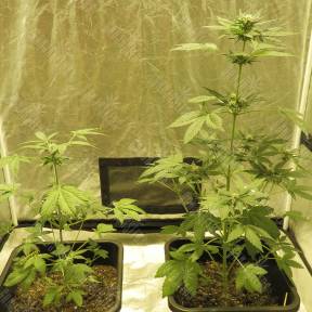 Auto Haze feminised Dinafem Seeds