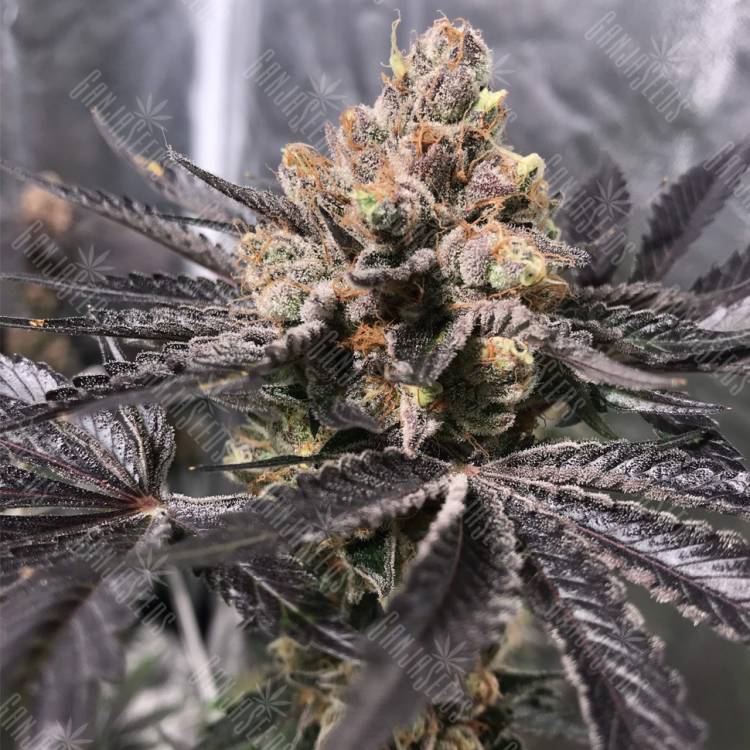 семена конопли f1 в оригинальной упаковке Sapphire Scout feminised Humboldt Seeds