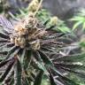 семена сортовой конопли Sapphire Scout feminised Humboldt Seeds