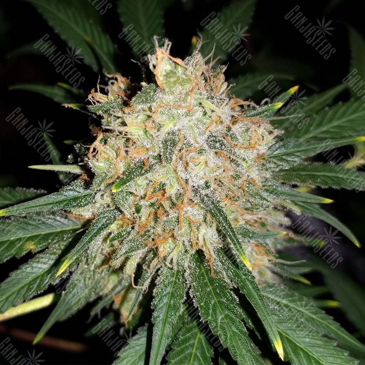 семена конопли в России Bubblelicious feminised Nirvana Seeds