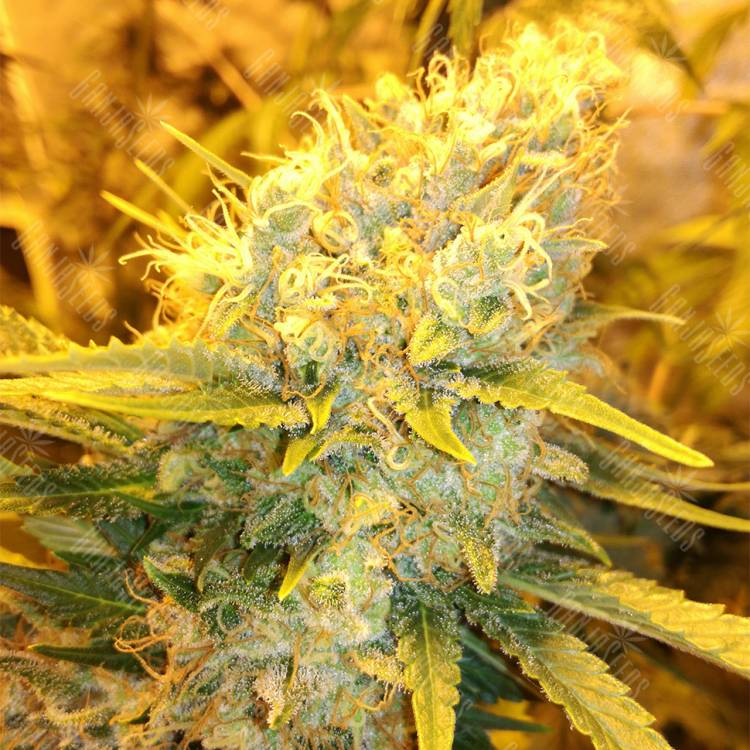 семена конопли курьером Sensi Star feminised Paradise Seeds