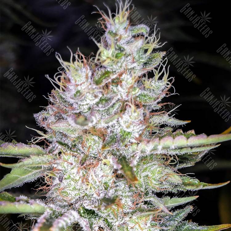 семена конопли недорого Tutankhamon feminised Pyramid Seeds семена конопли недорого Tutankhamon feminised Pyramid Seeds