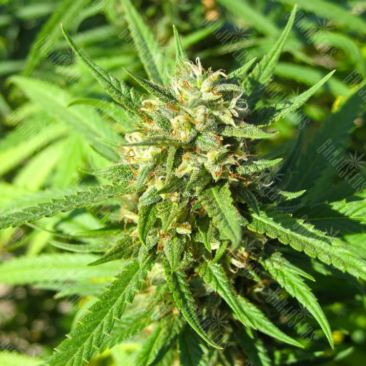 семена конопли феминизированные San Fernando Lemon Kush feminised Sweet Seeds семена конопли феминизированные San Fernando Lemon Kush feminised Sweet Seeds