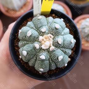 Astrophytum senile hybrid thailand