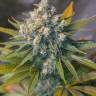 Auto Big Devil #2 feminised Ganja Seeds Auto Big Devil #2 feminised Ganja Seeds