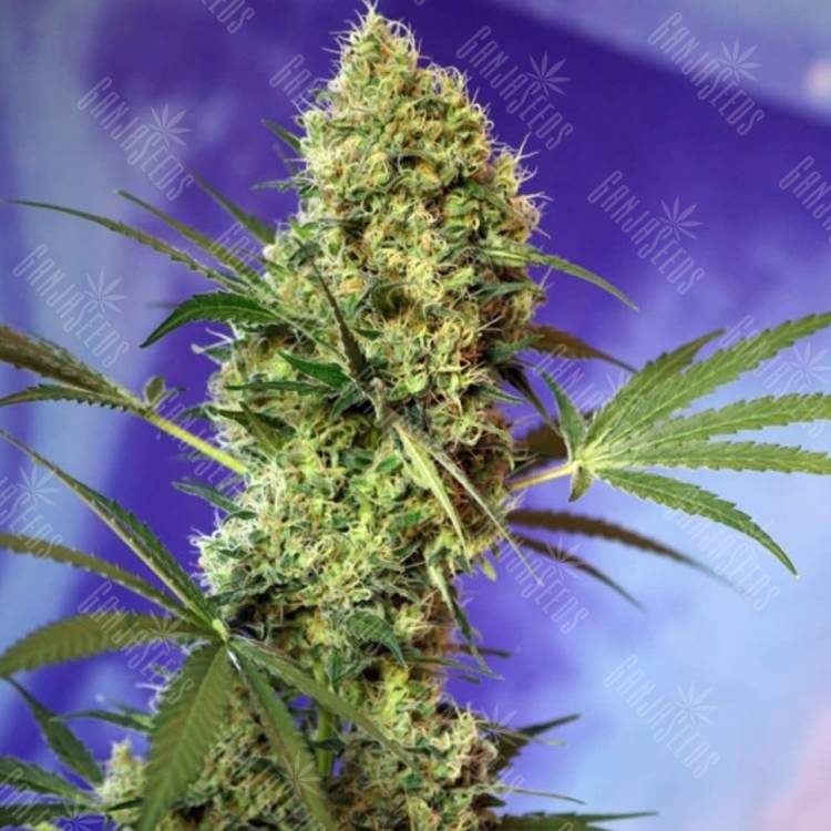 Auto Big Devil #2 feminised Ganja Seeds Auto Big Devil #2 feminised Ganja Seeds