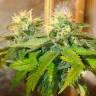 Auto Namor feminised GanjaVIP Seeds