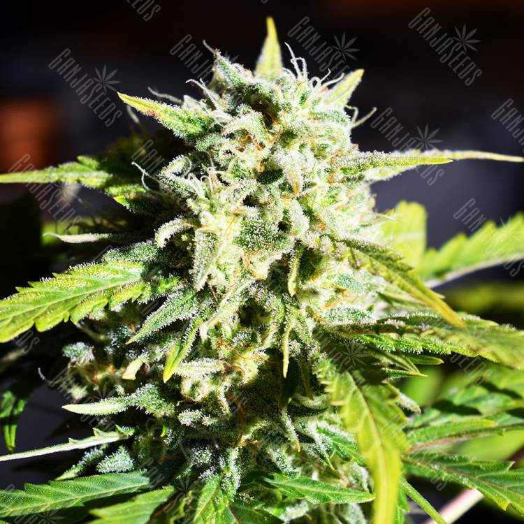 Outlaw Amnesia feminised Dutch Passion Seeds
