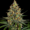 Auto Speedy Gonzales regular Ganja Seeds
