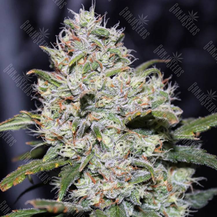 где заказать семена конопли Auto Gorilla Glue feminised Fast Buds