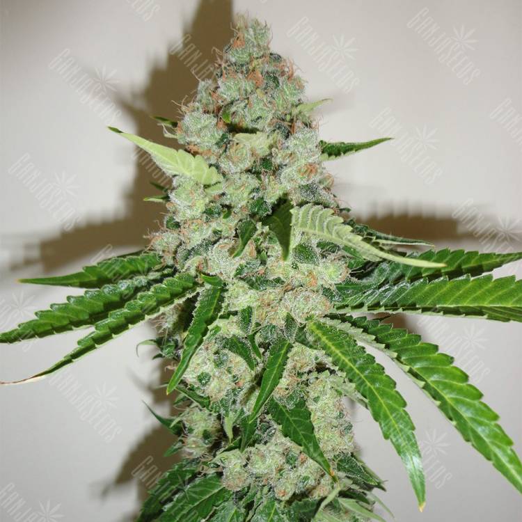 семена конопли для посадки купить Blackberry feminised Nirvana Seeds