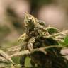 качественные семена конопли Honey Cream (Fast Flowering) feminised Royal Queen качественные семена конопли Honey Cream (Fast Flowering) feminised Royal Queen