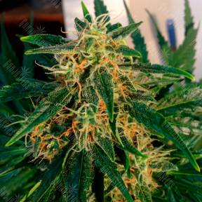 Auto Think Big feminised Ganja Seeds