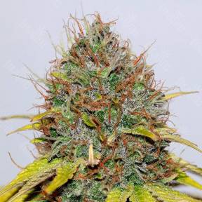 Hash Plant feminised GanjaLiveSeeds