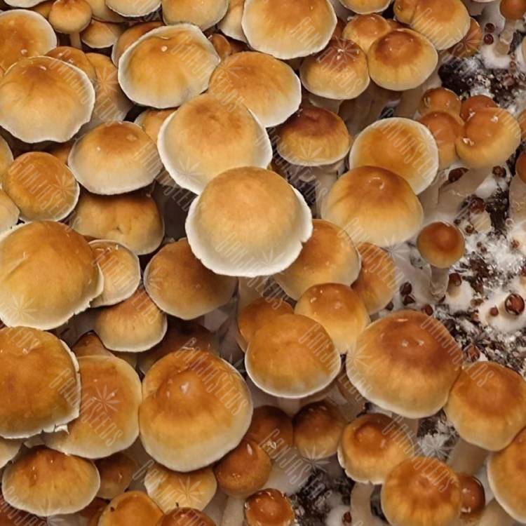 купить споры псилоцибиновых грибов DC3m (Mexican Dutch King) купить споры псилоцибиновых грибов DC3m (Mexican Dutch King)