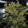 семена конопли в интернете 2046 feminised семена конопли в интернете 2046 feminised