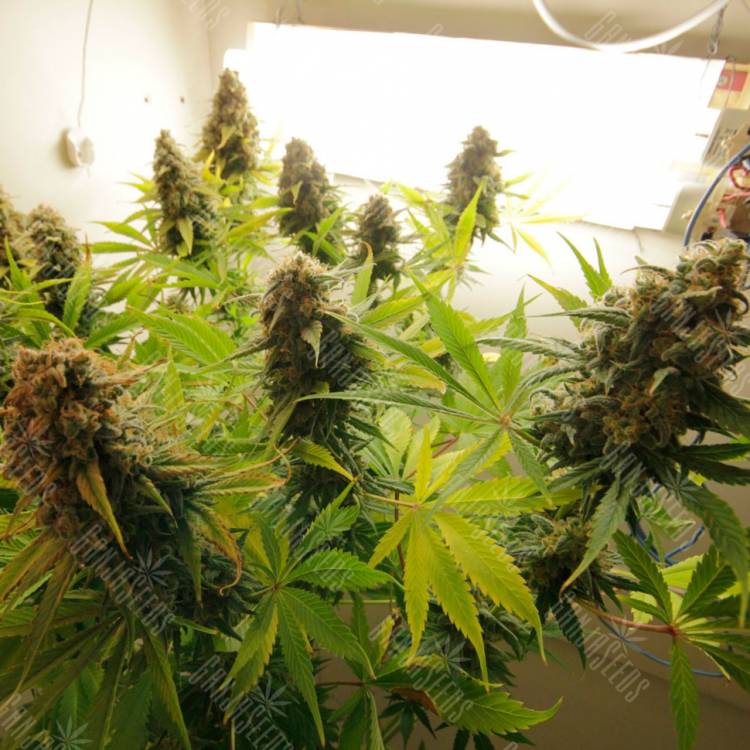 семена конопли в оригинальных упаковках Auto AK feminised семена конопли в оригинальных упаковках Auto AK feminised