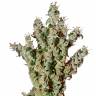семена конопли дешево NL5 Haze Mist feminised Green House Seeds семена конопли дешево NL5 Haze Mist feminised Green House Seeds