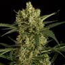 семена конопли курьером Auto Original Amnesia feminised Dinafem Seeds семена конопли курьером Auto Original Amnesia feminised Dinafem Seeds