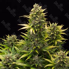 Auto Original Amnesia feminised Dinafem Seeds