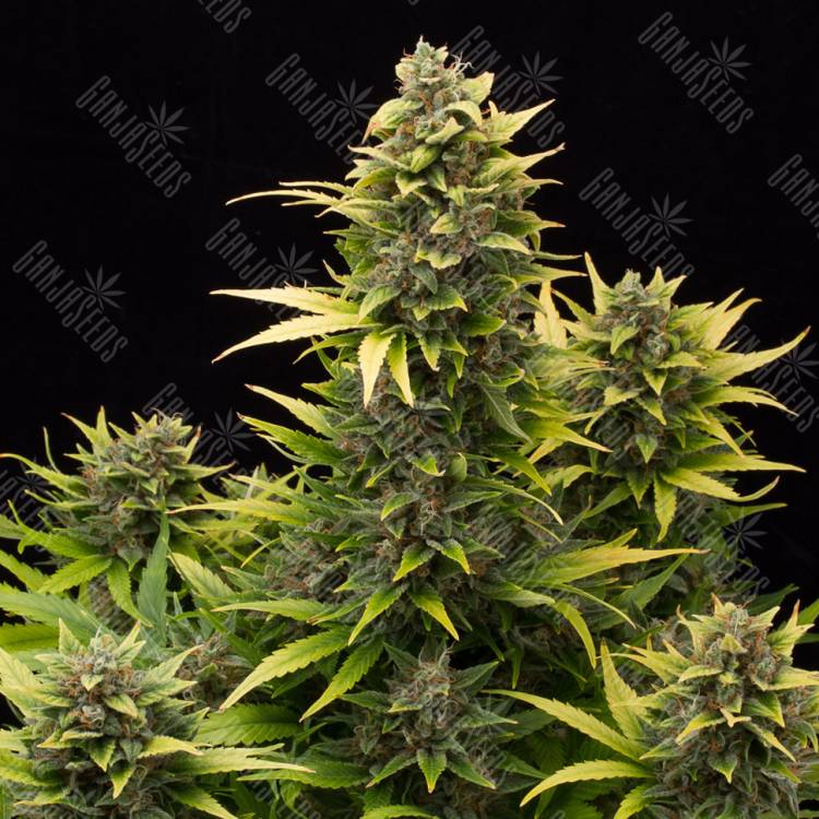 хорошие семена конопли Auto Original Amnesia feminised Dinafem Seeds хорошие семена конопли Auto Original Amnesia feminised Dinafem Seeds