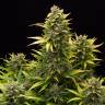 хорошие семена конопли Auto Original Amnesia feminised Dinafem Seeds хорошие семена конопли Auto Original Amnesia feminised Dinafem Seeds