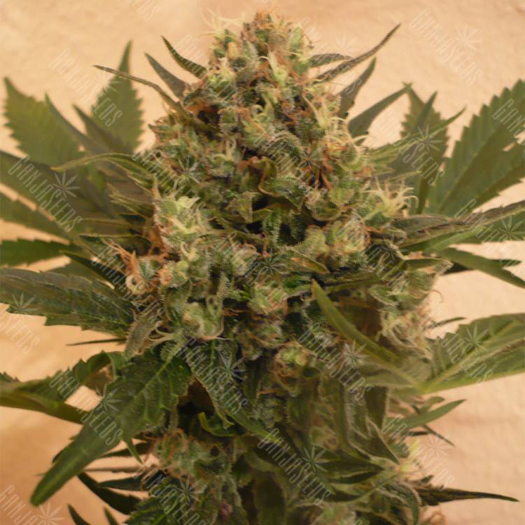 семена конопли марихуаны Chrystal feminised Nirvana Seeds