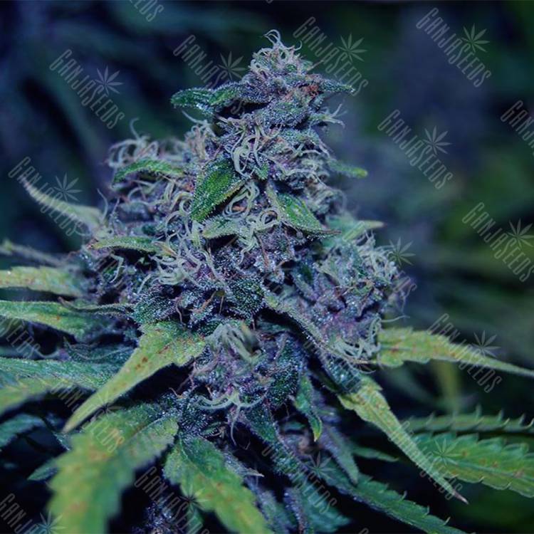 семена конопли гидропоники Sweet Purple feminised Paradise Seeds семена конопли гидропоники Sweet Purple feminised Paradise Seeds