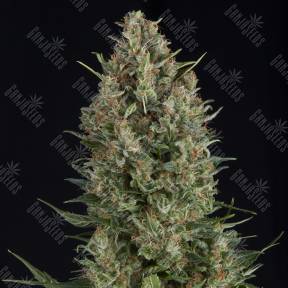 Wembley feminised Pyramid Seeds