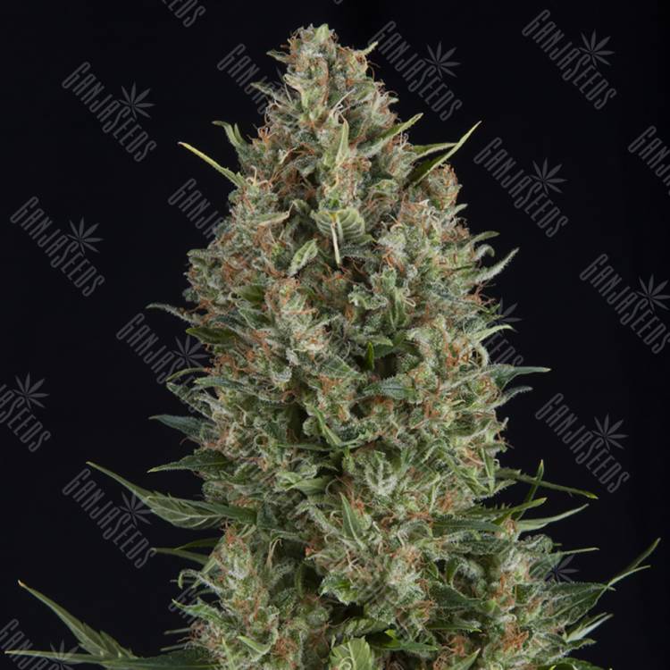 семена конопли индика Wembley feminised Pyramid Seeds семена конопли индика Wembley feminised Pyramid Seeds