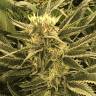 семена конопли для выращивания Wembley feminised Pyramid Seeds семена конопли для выращивания Wembley feminised Pyramid Seeds
