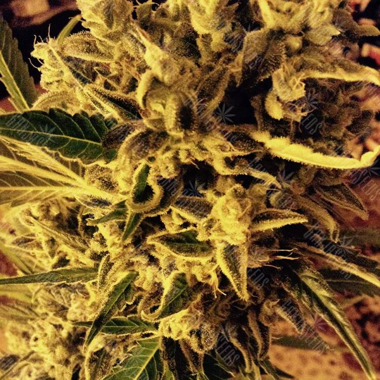 семена конопли Россия Royal Cheese (Fast Flowering) feminised Royal Queen семена конопли Россия Royal Cheese (Fast Flowering) feminised Royal Queen